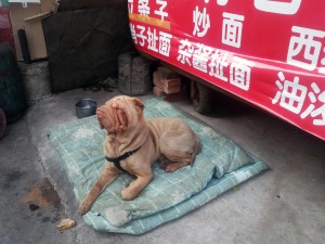 Shar Pei at the market